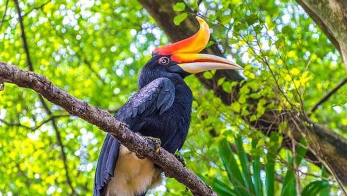 Burung Enggang Satwa Dihormati Dan Dikeramatkan Suku Dayak Kalimantan