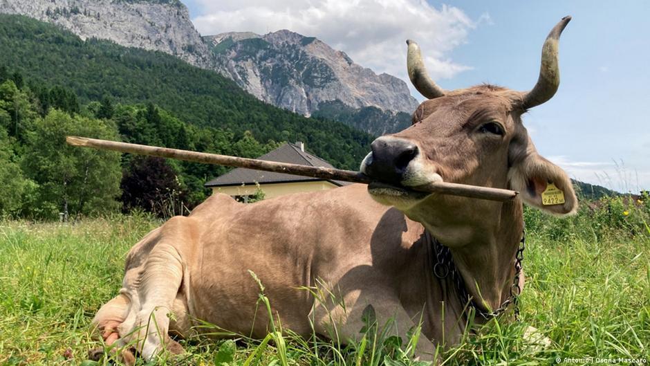 Sapi Di Austria Bikin Peneliti Kaget Garuk Gatal Pakai Tongkat