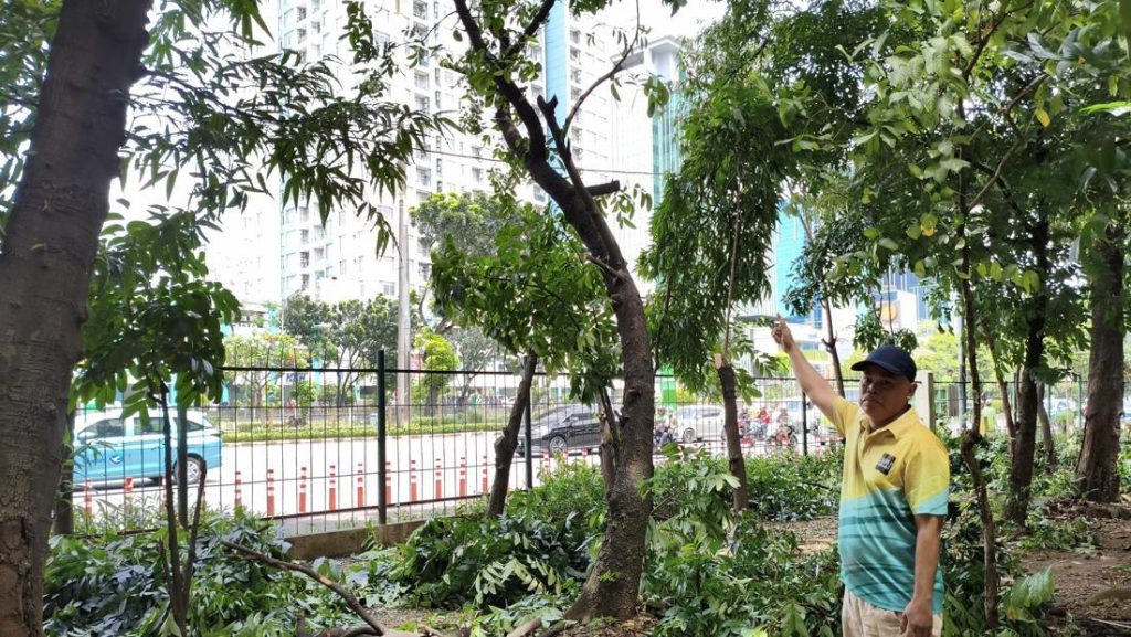 Pohon Dipangkas Dan Lampu Ditambah Di Taman Cawang Diduga Sarang Asusila
