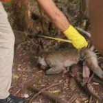 Balita Pamekasan Tewas Diserang Monyet Lepas Pelaku Dibunuh Pemilik