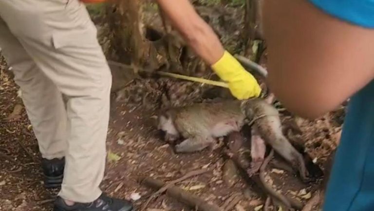 Balita Pamekasan Tewas Diserang Monyet Lepas Pelaku Dibunuh Pemilik