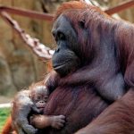 Kabar Gembira Orang Utan Kalimantan Surya Lahir Di Kebun Binatang Madrid