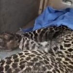 Macan Tutul Terjerat Jebakan Babi Di Bogor Dievakuasi Bksda