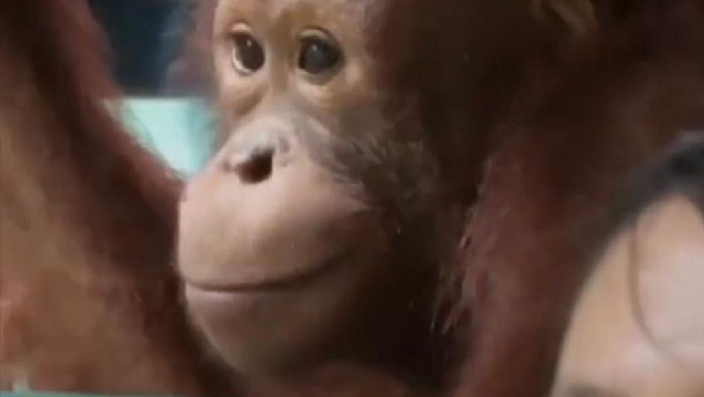 Orangutan Naik Bus Ke Sekolah Hutan Belajar Survival Sebelum Kembali Ke Alam Liar