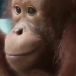 Orangutan Naik Bus Ke Sekolah Hutan Belajar Survival Sebelum Kembali Ke Alam Liar
