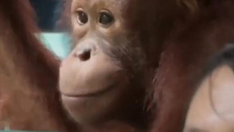 Orangutan Naik Bus Ke Sekolah Hutan Belajar Survival Sebelum Kembali Ke Alam Liar